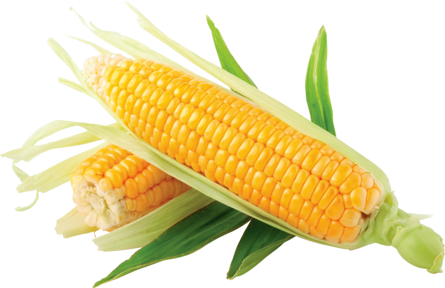 Maize image